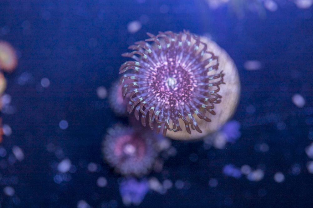 Zoanthids - Pink Zipper