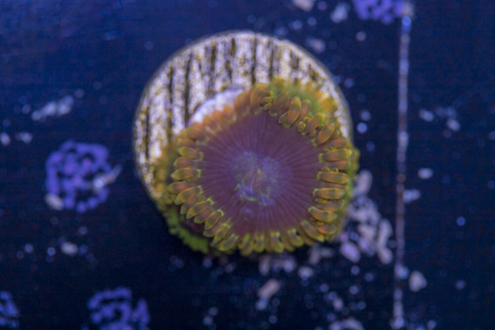 Zoanthids - Rainbow Yoda
