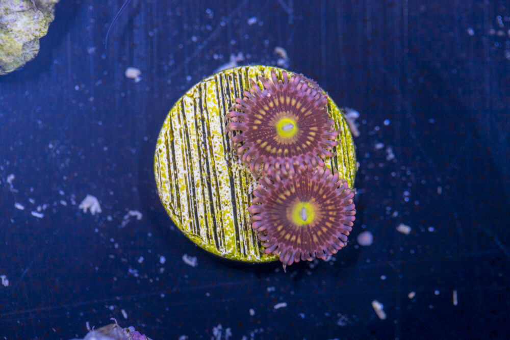 Zoanthids - Alien Anti Venom