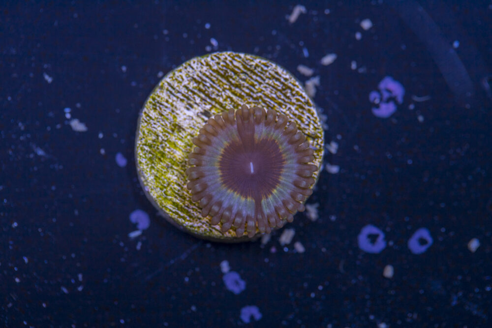 Zoanthids - Vampire in Drag
