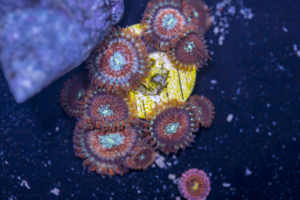 Zoanthids - Magicians