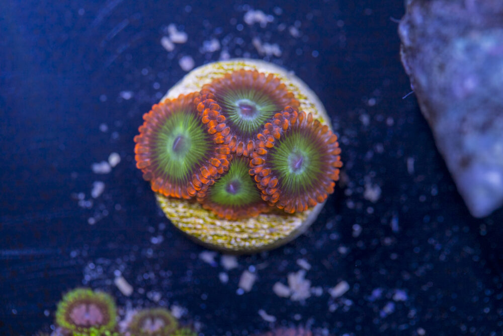 Zoanthids - Electric Oompa Loompa