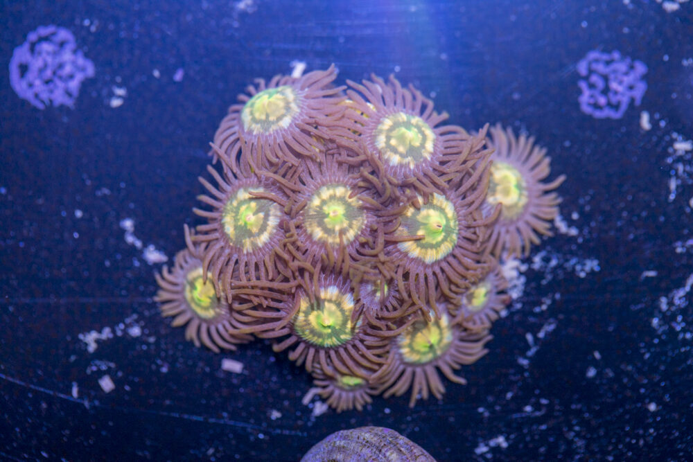 Zoanthids