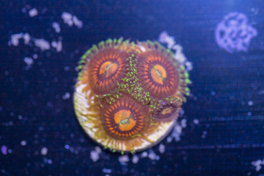 Zoanthids - Rainbow Incinerator