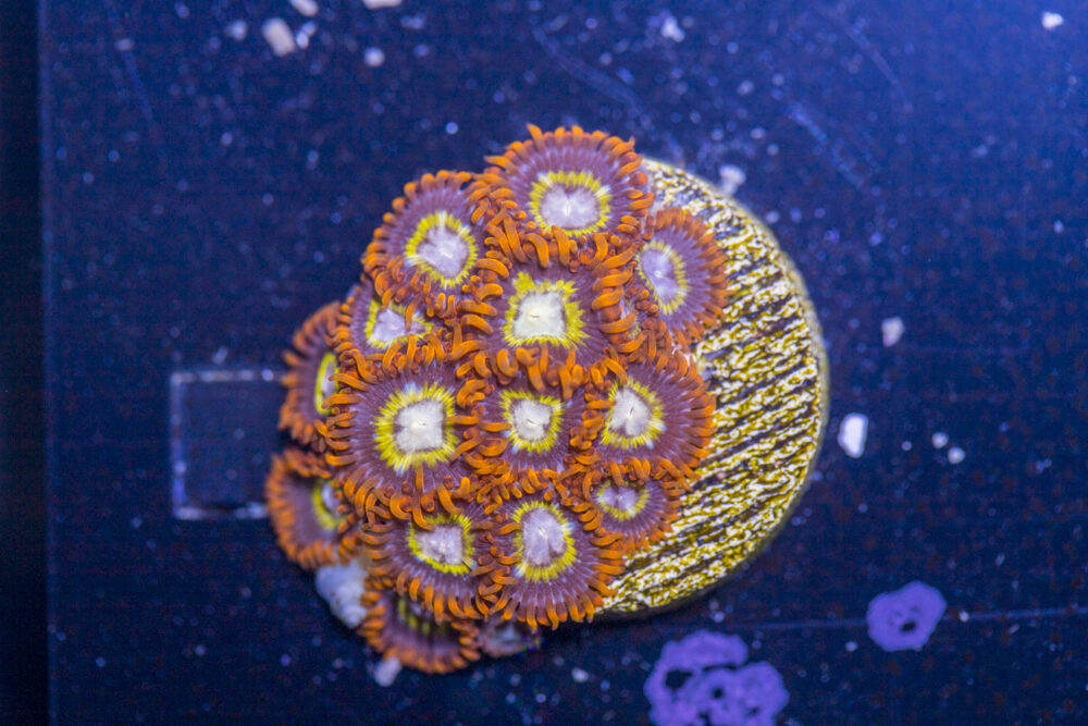 Zoanthids