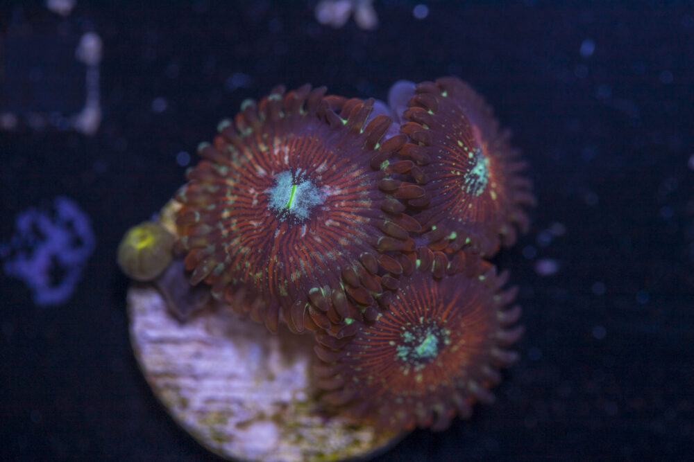Zoanthids - Magicians