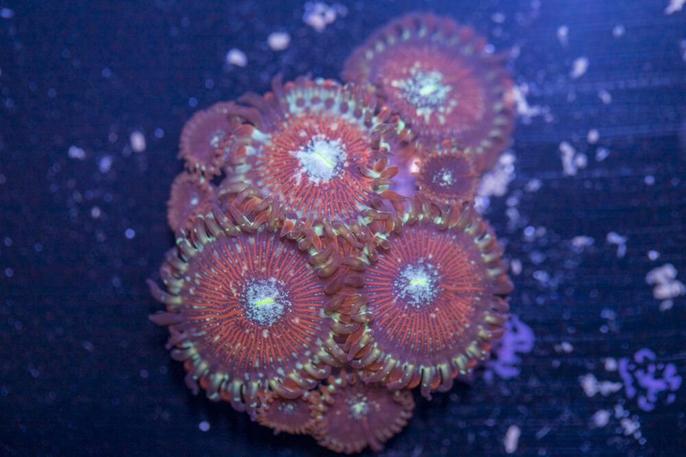 Zoanthids - Magicians