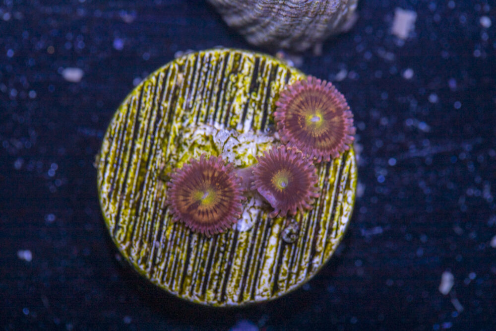 Zoanthids - Alien Anti Venom