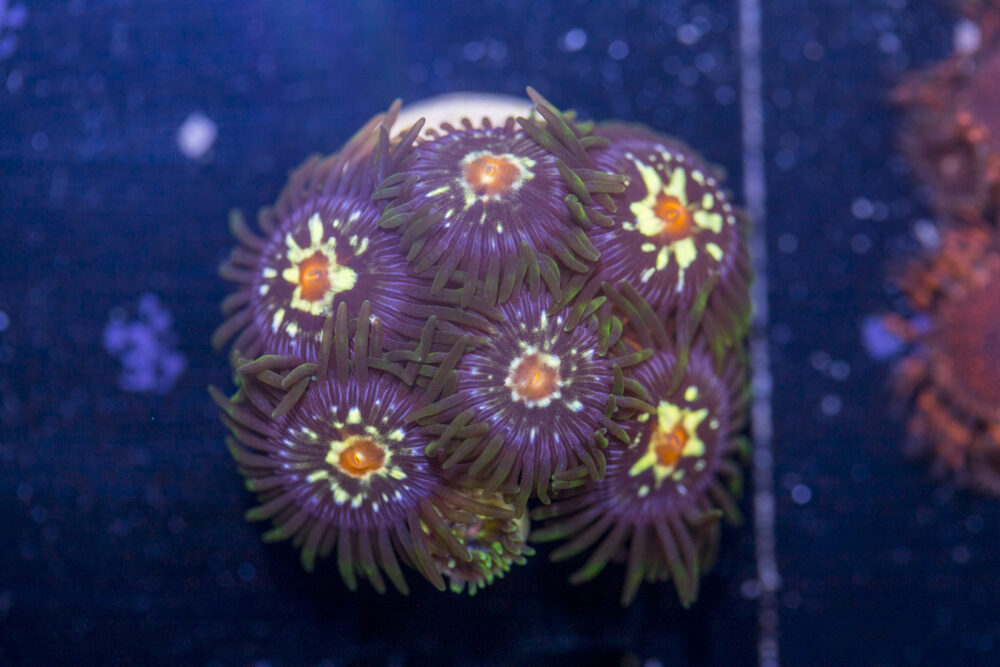 Zoanthids - Pinwheel