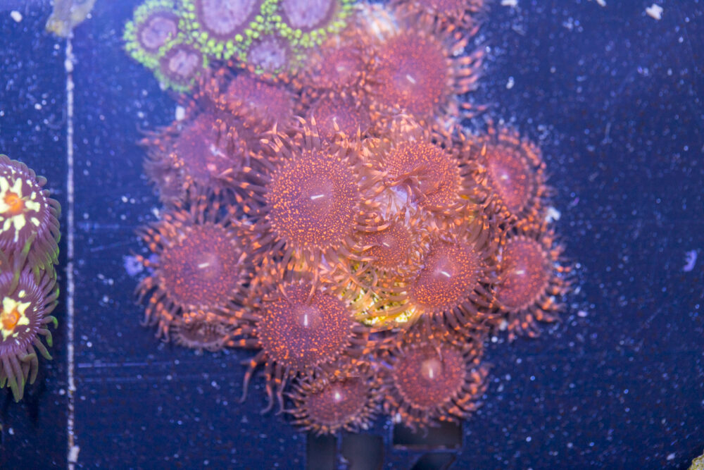Zoanthids - Darth Maul