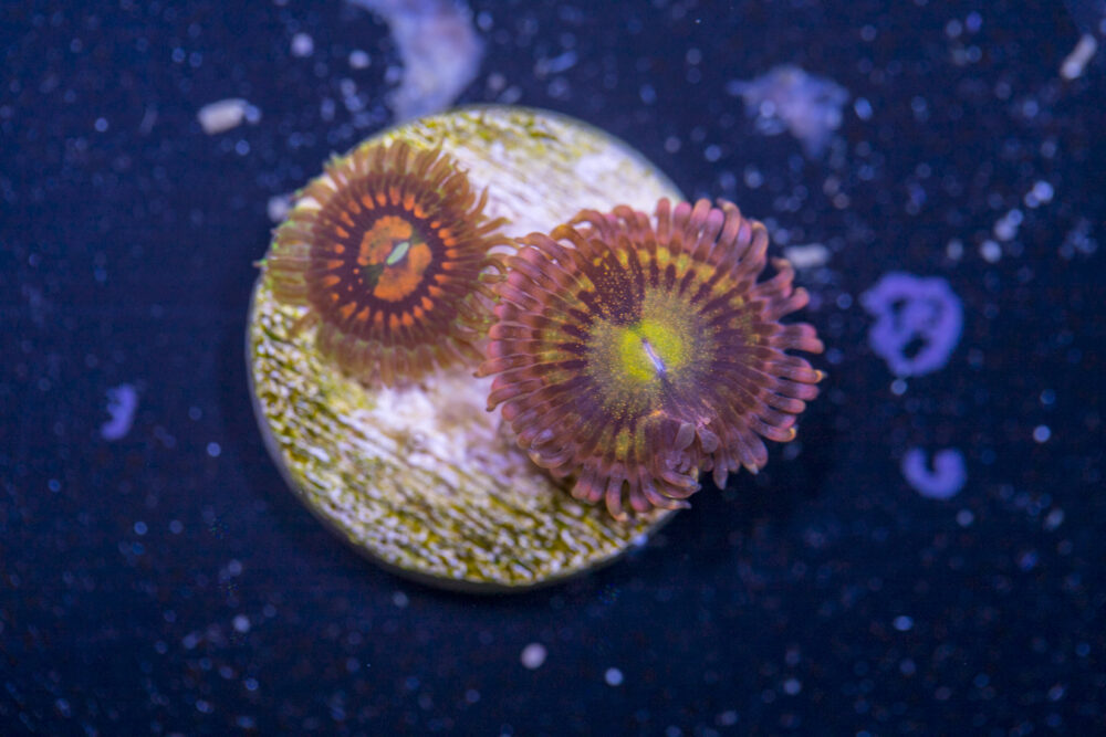 Zoanthids - Alien Anti Venom