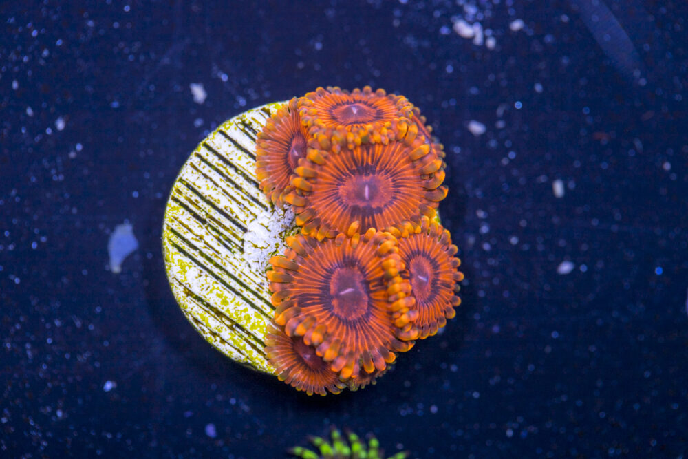 Zoanthids - KO Nightmare