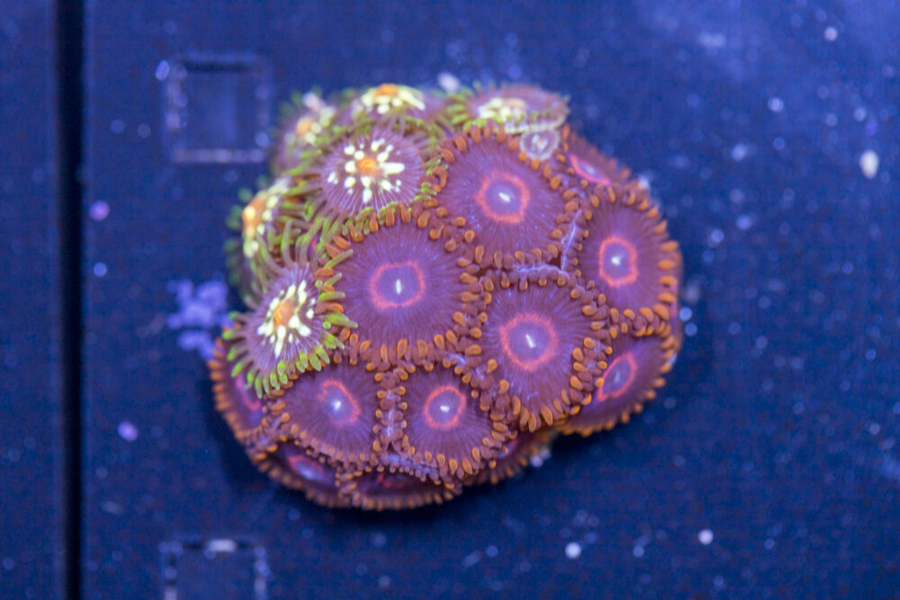 Zoanthids - Red Hornet