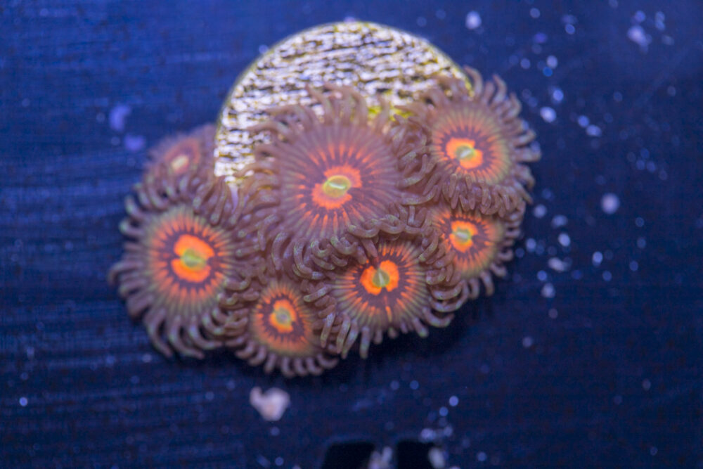 Zoanthids - God of War