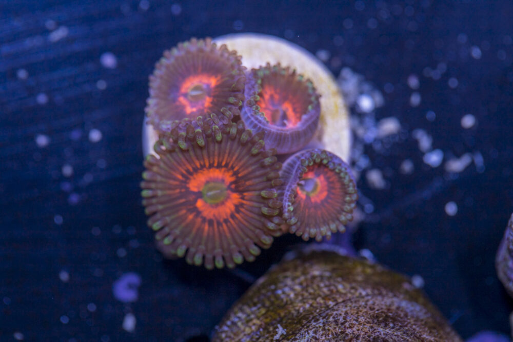 Zoanthids - God of War