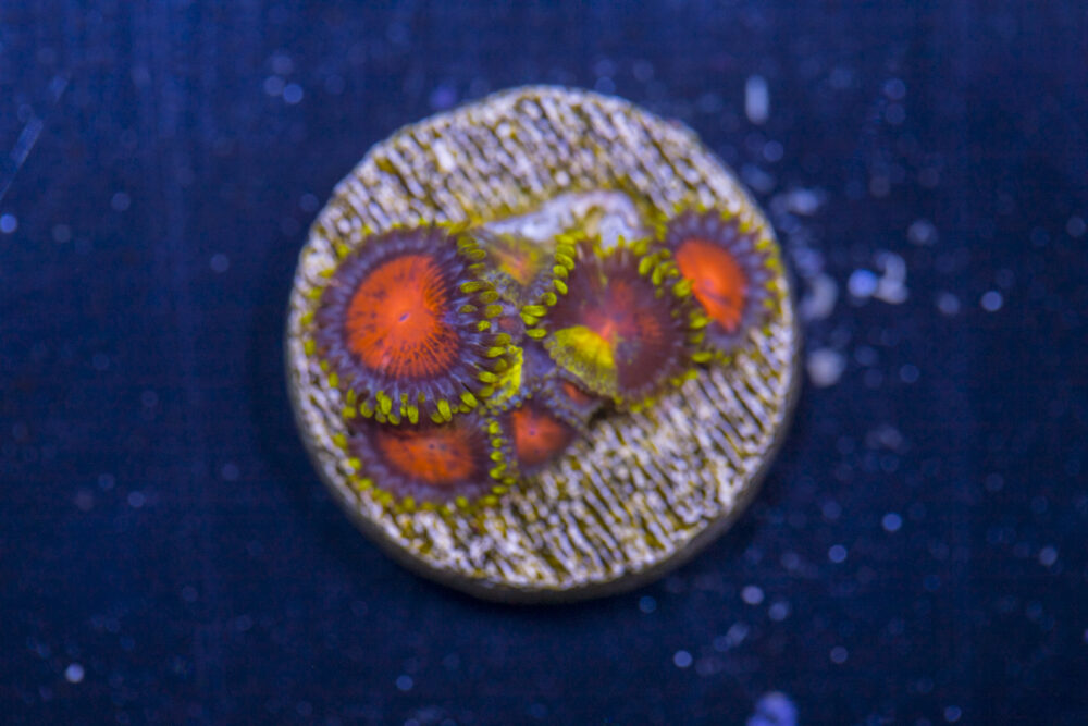 Zoanthids