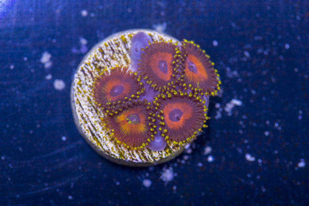 Zoanthids - Whamming Watermelon