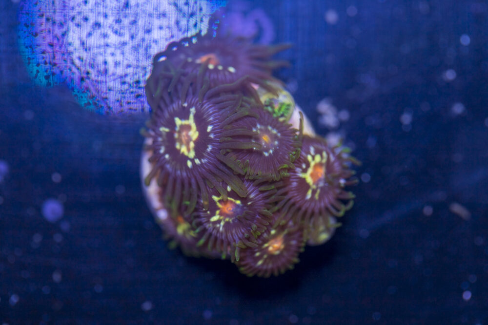 Zoanthids - Pinwheel