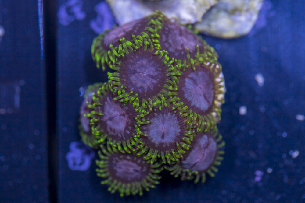 Zoanthids - Purple Monster