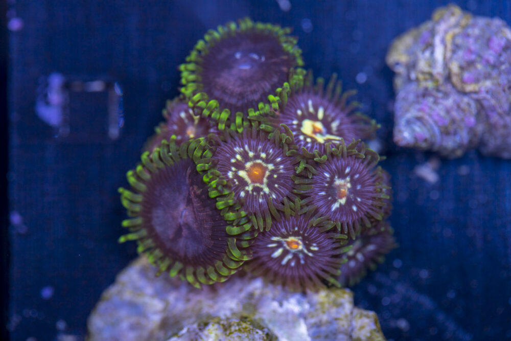 Zoanthids - Pinwheel