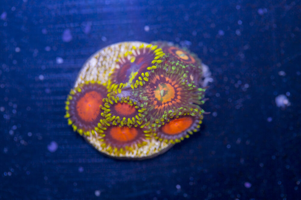 Zoanthids