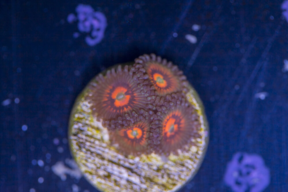 Zoanthids - God of War