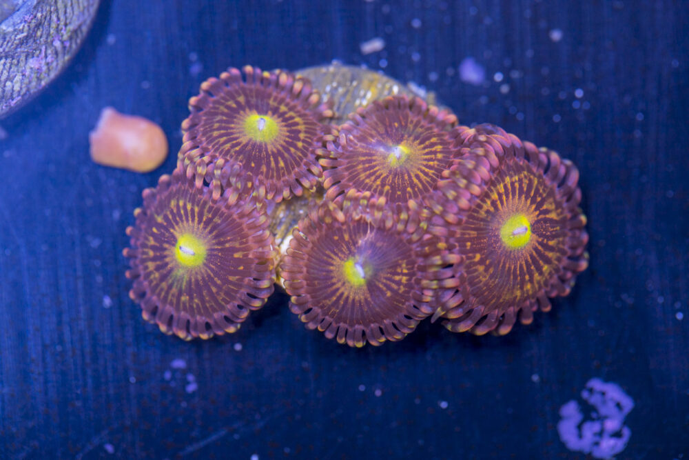 Zoanthids - Alien Anti Venom