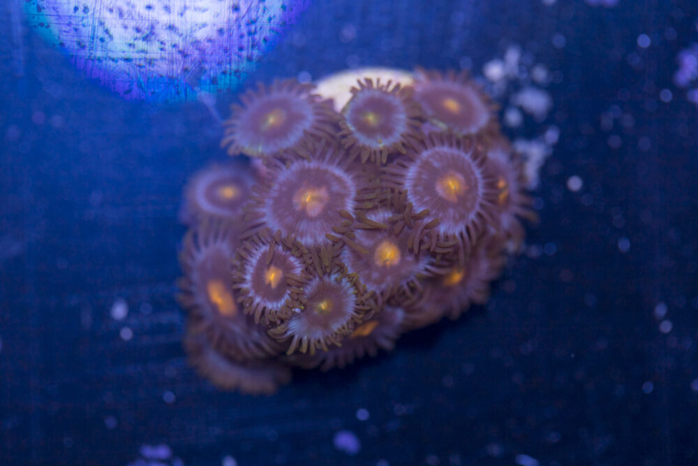 Zoanthids - Blow Pop