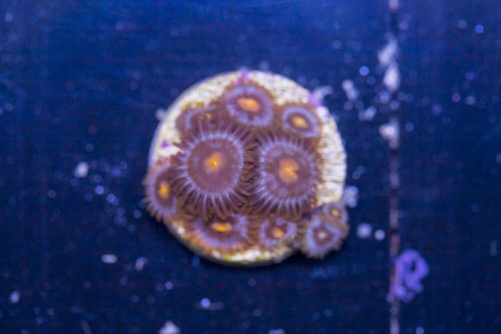 Zoanthids - Blow Pop