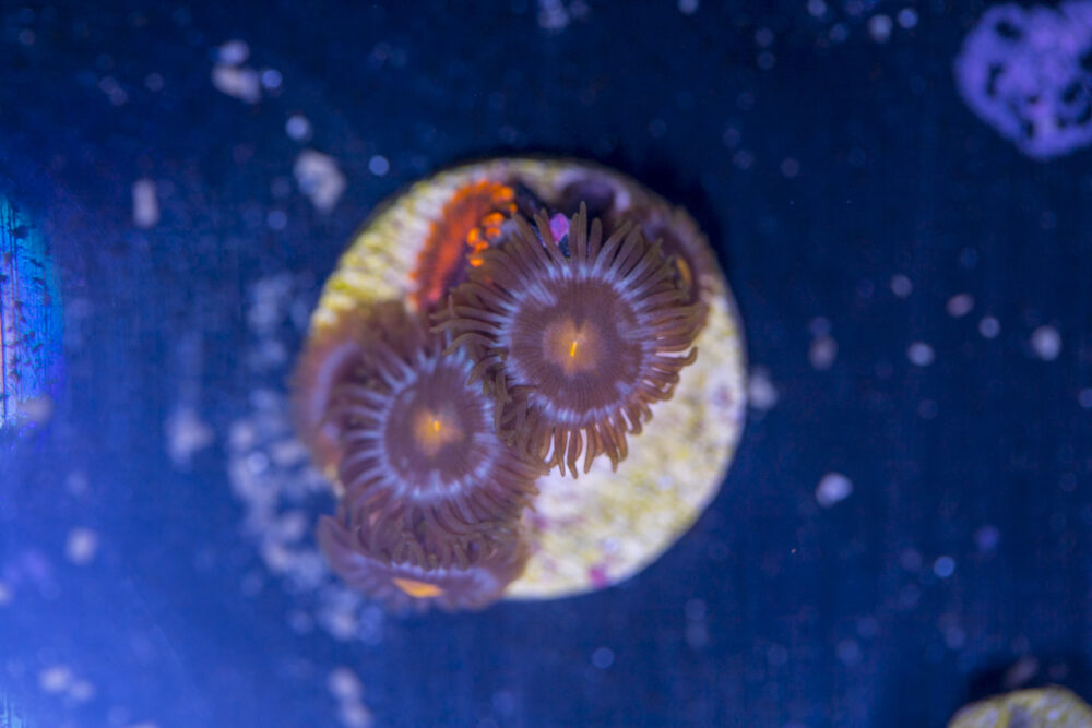 Zoanthids - Blow Pop