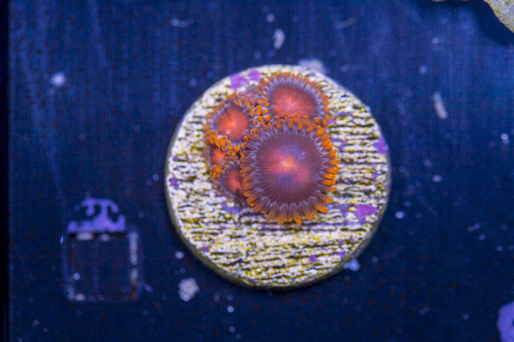 Zoanthids - Bam Bam