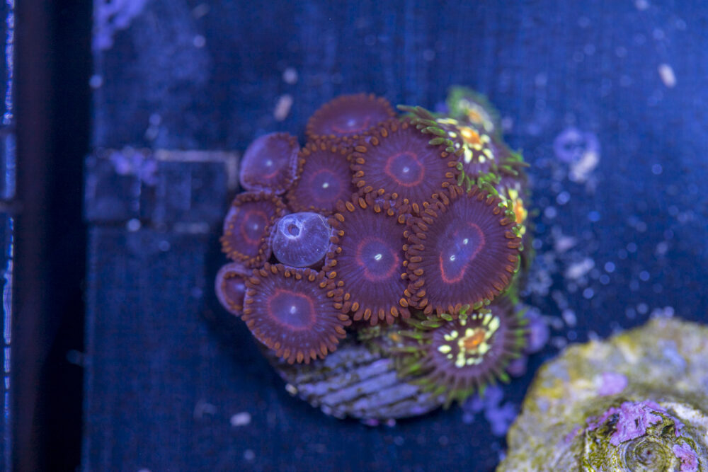 Zoanthids - Red Hornet