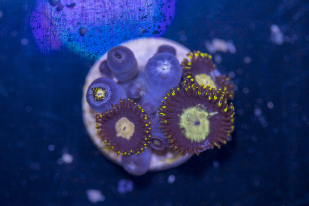 Zoanthids