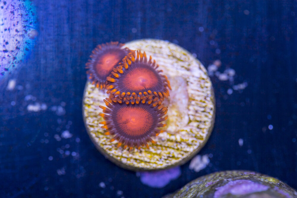 Zoanthids - Bam Bam