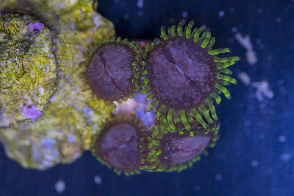 Zoanthids - Purple Monster