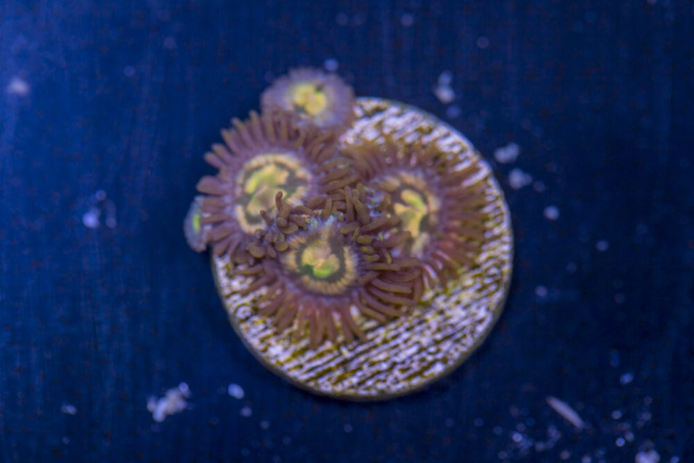 Zoanthids