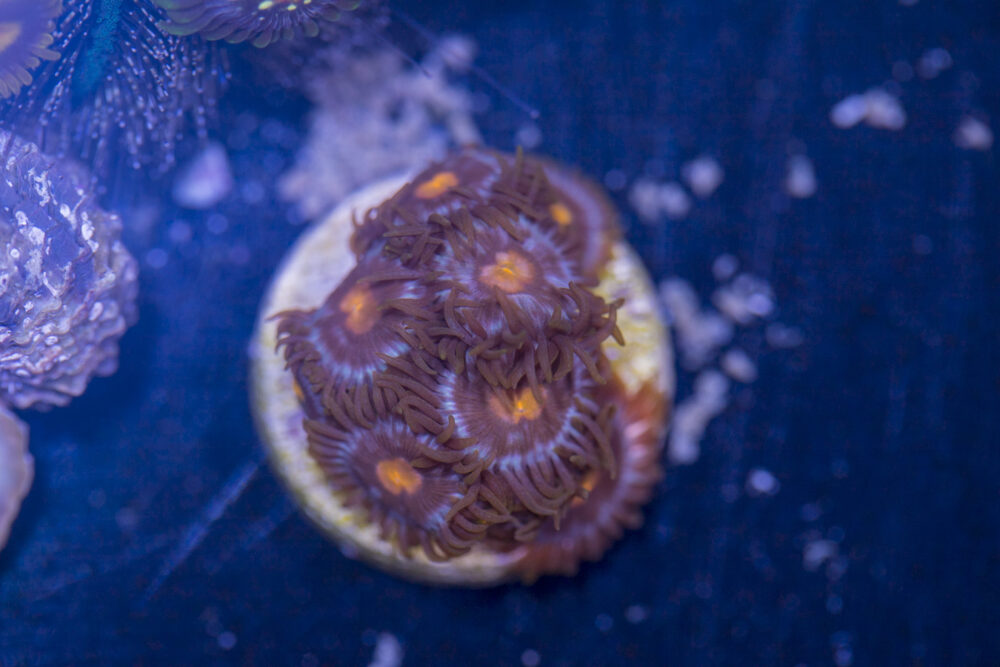 Zoanthids - Blow Pop