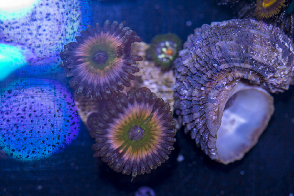 Zoanthids