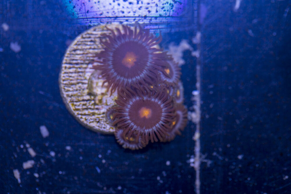 Zoanthids - Blow Pop