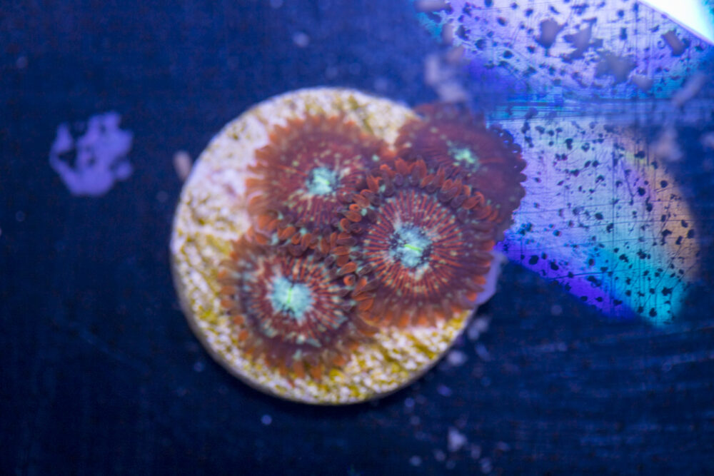 Zoanthids - Magicians