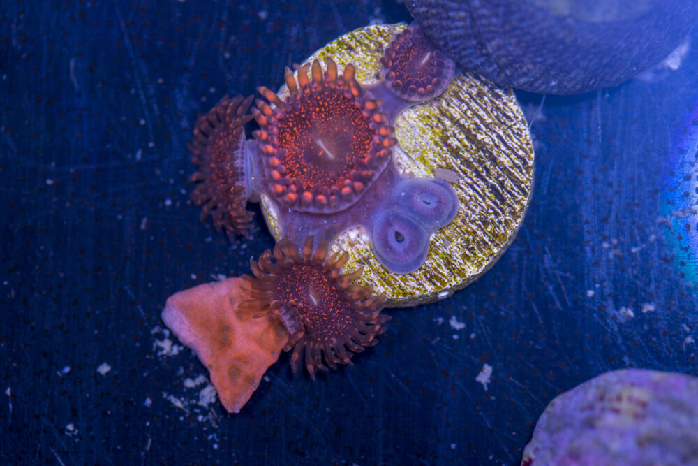 Zoanthids - Darth Maul