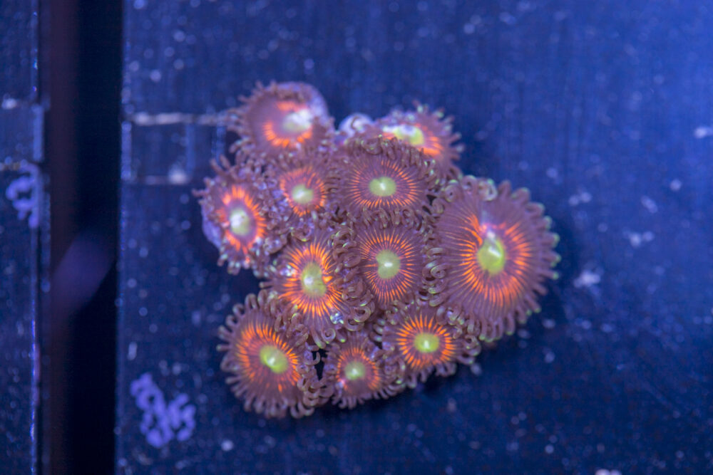 Zoanthids - Everlasting Gobstopper