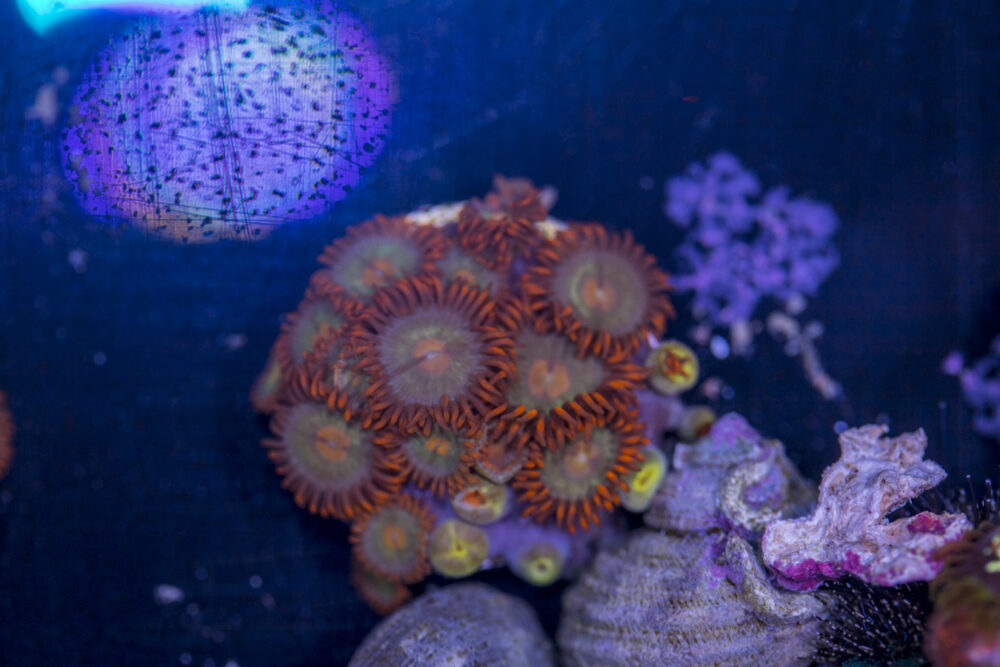 Zoanthids