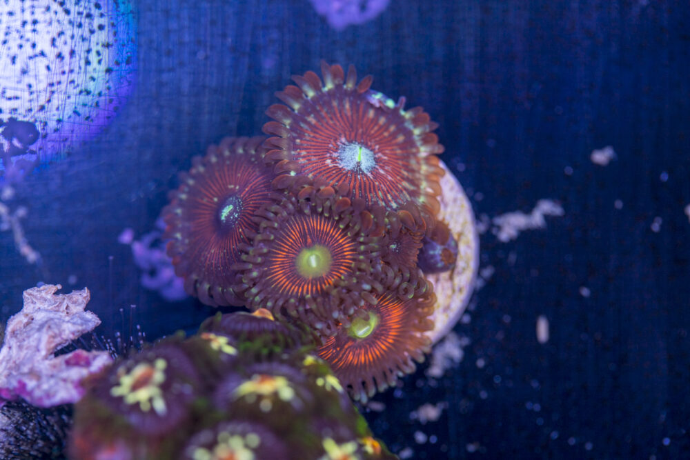 Zoanthids - Magicians