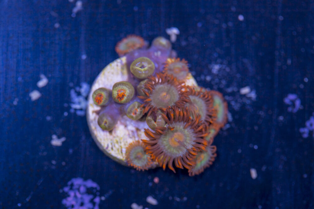 Zoanthids