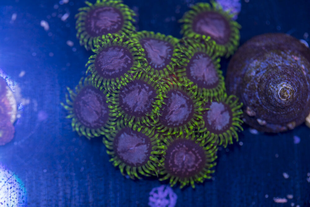 Zoanthids - Purple Monster