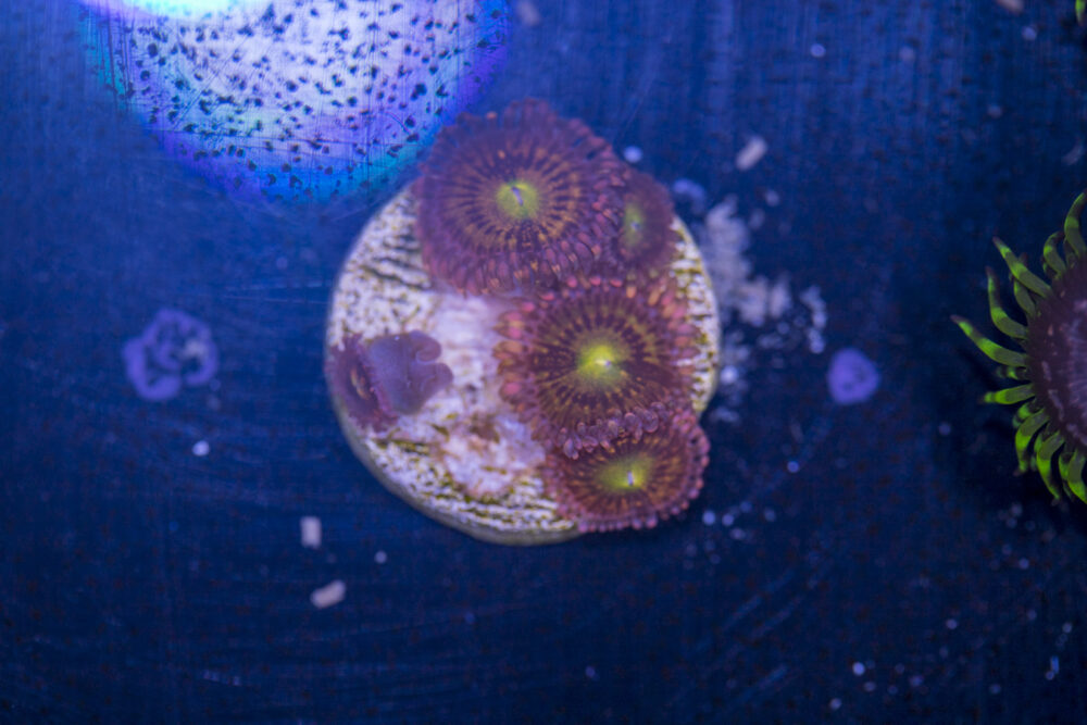 Zoanthids - Alien Anti Venom