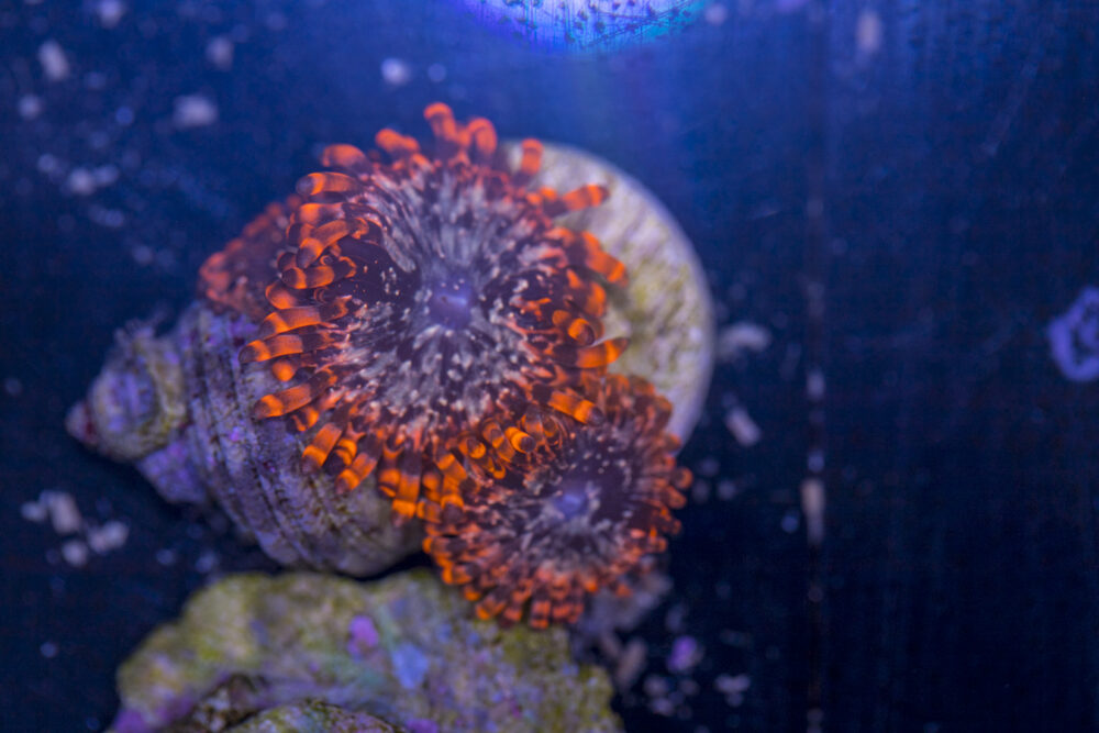Zoanthids - Utter Chaos