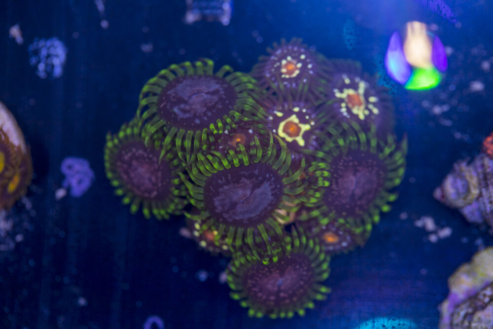 Zoanthids - Purple Monster