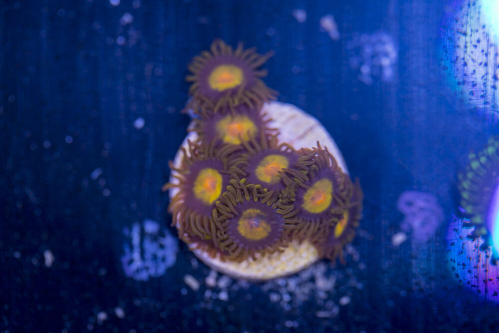 Zoanthids - Tutti Fruitti